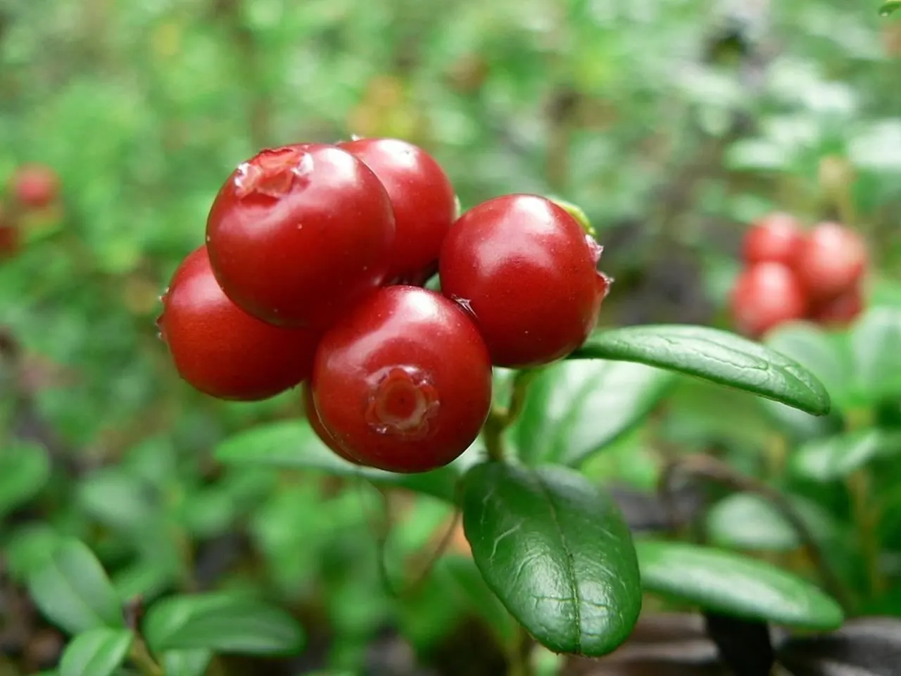 Lingonberry (Vaccinium Vitis-Idaea) — adding a touch of elegance to your landscape; which are roughly 1/3 to 1/2 inch long, image 135