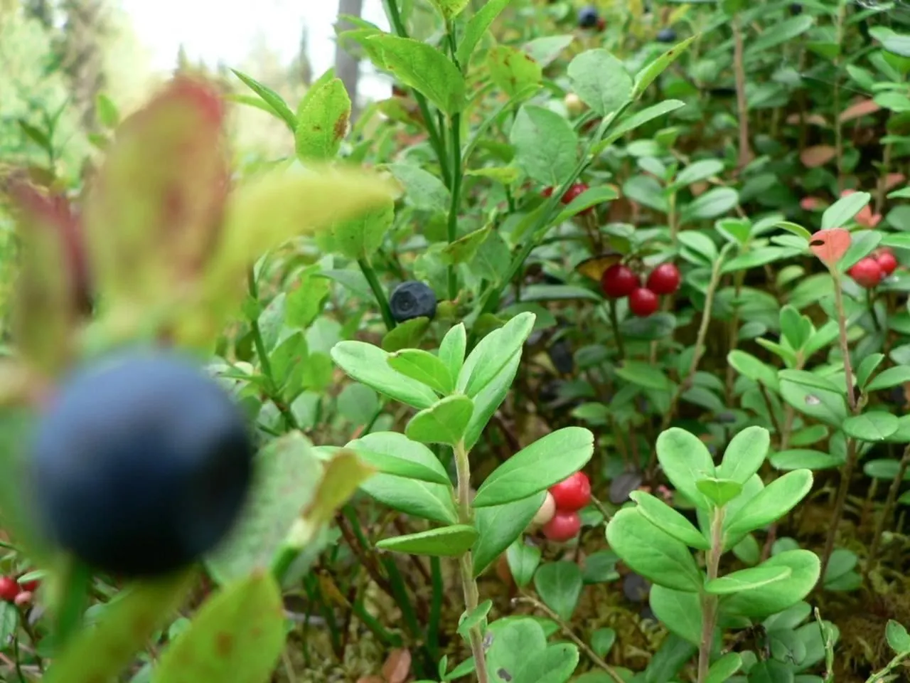 Lingonberry (Vaccinium Vitis-Idaea) — Requires minimal maintenance, ideal for ground cover or border plantings; lingonberry plants are low-growing, image 96