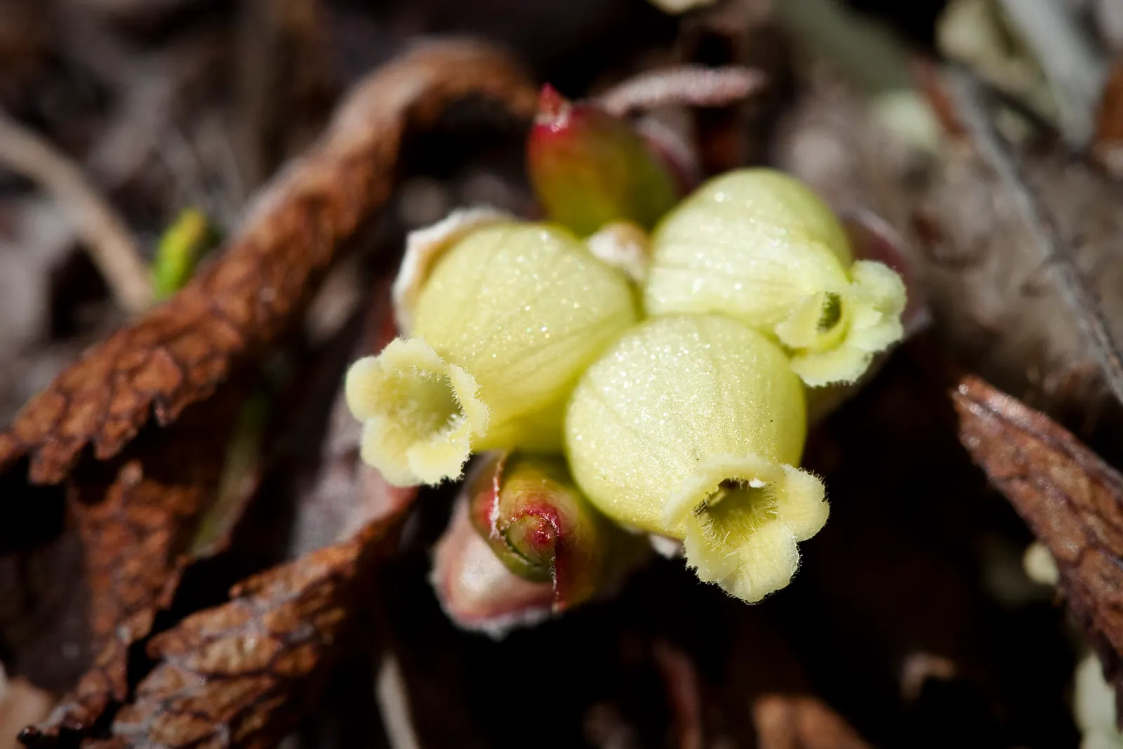 Lingonberry (Vaccinium Vitis-Idaea) — With their low maintenance; ground cover with pink and white blooms