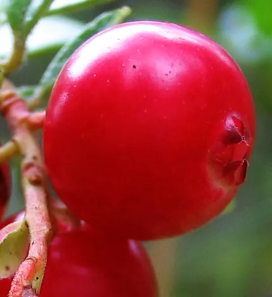 Lingonberry (Vaccinium Vitis-Idaea) — Lingonberry plants are low-growing; ground cover for half, image 99