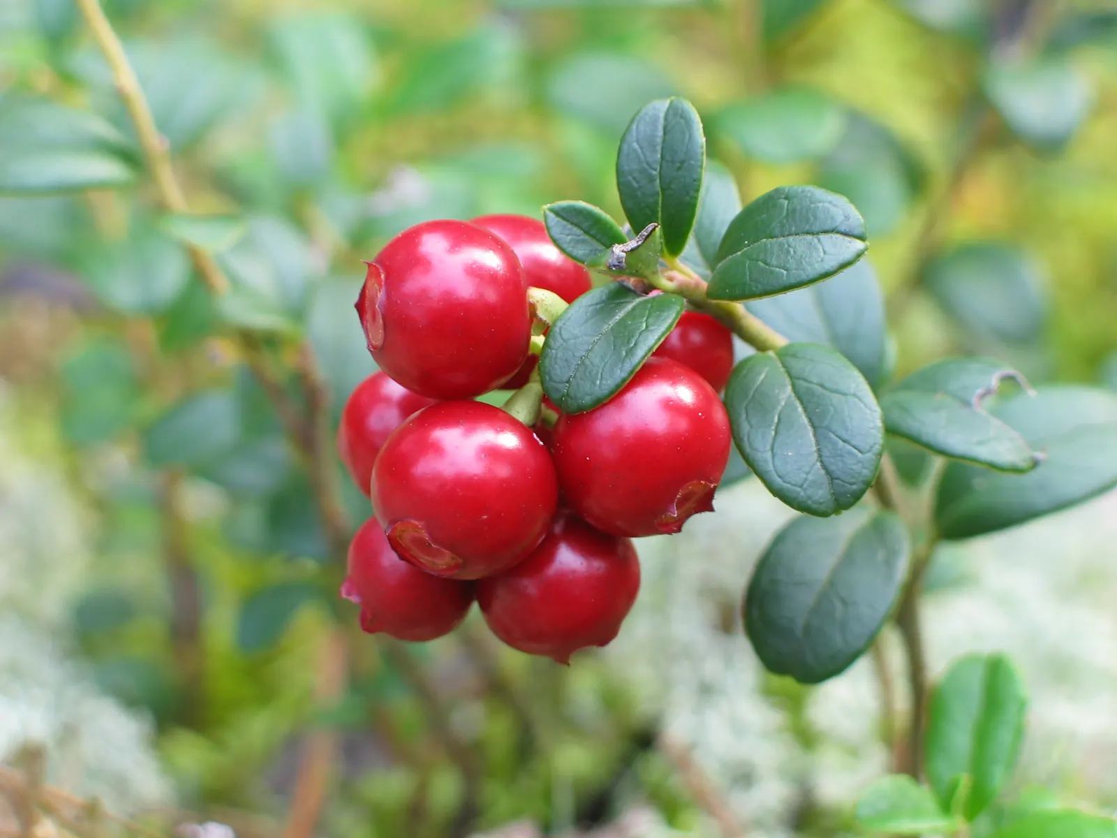 Lingonberry (Vaccinium Vitis-Idaea) — the Lingonberry shrub provides year-round visual interest; pink and white flowers in the garden