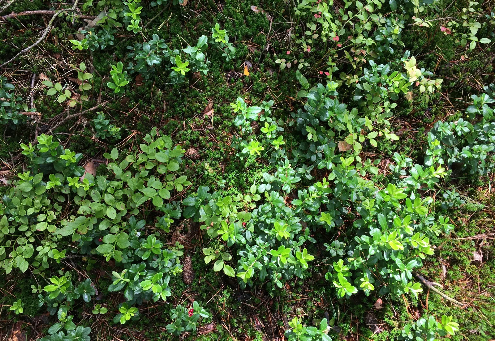 Lingonberry (Vaccinium Vitis-Idaea) — ground cover for half; lingonberries are a versatile addition to any garden looking to combine beauty with, image 90