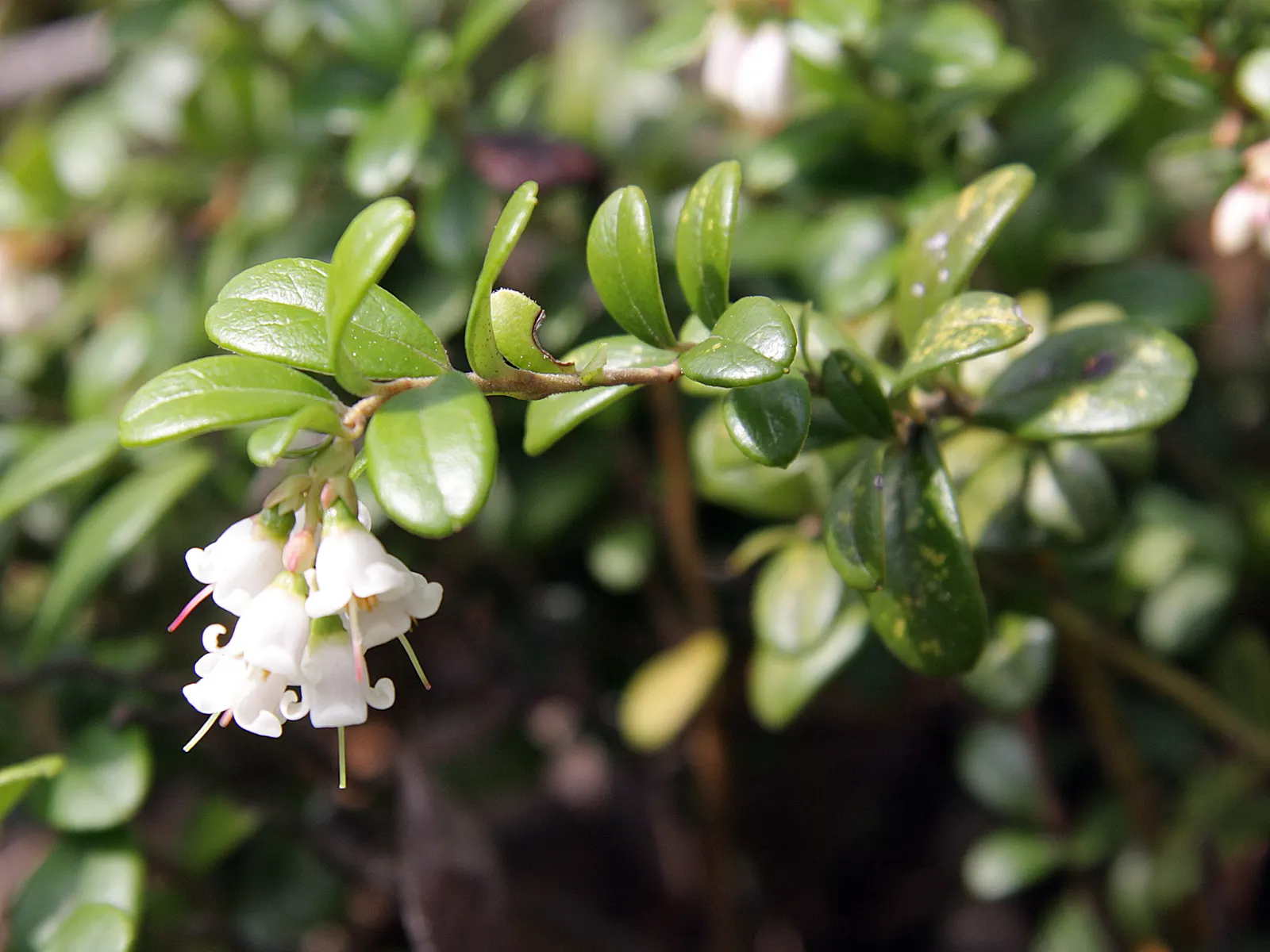 Lingonberry (Vaccinium Vitis-Idaea) — adding a touch of elegance to your landscape; which are roughly 1/3 to 1/2 inch long, image 75