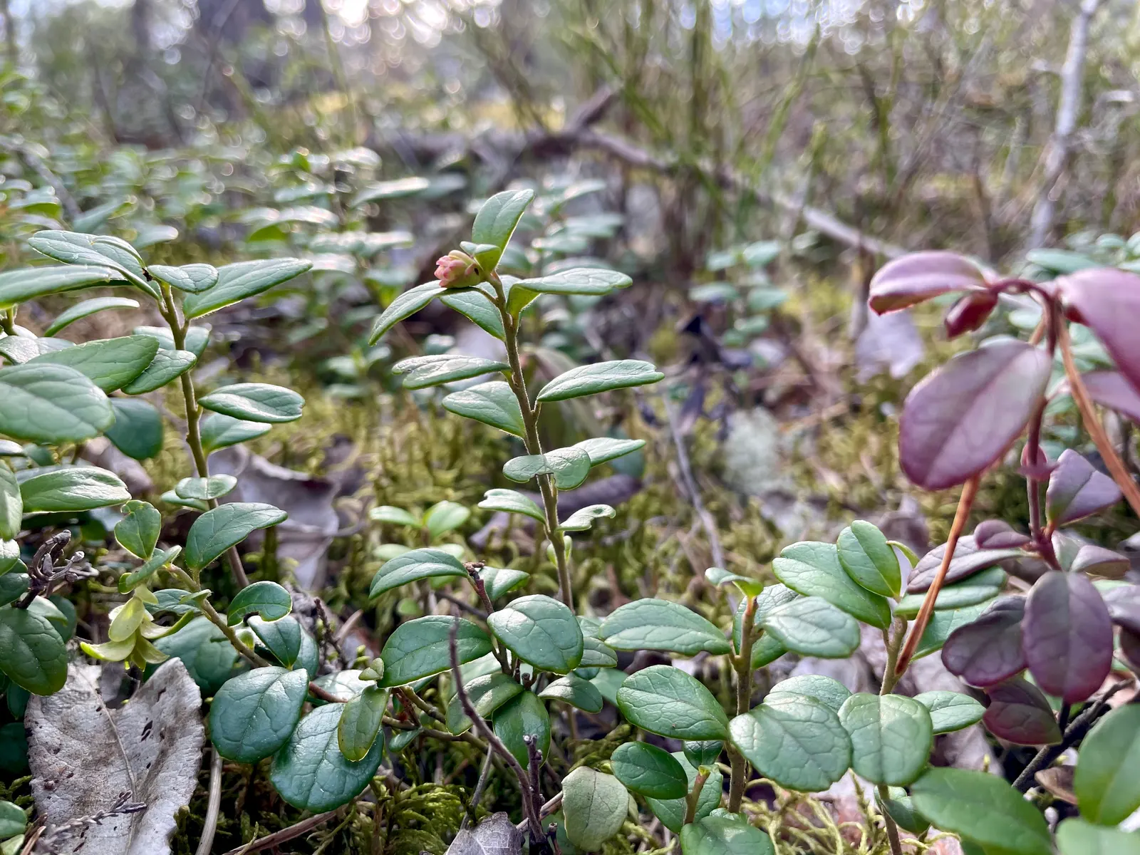 Lingonberry (Vaccinium Vitis-Idaea) — approximately 1/4 to 1/3 inch in diameter; bright green leaves contrast with white/pink flowers and red, image 78