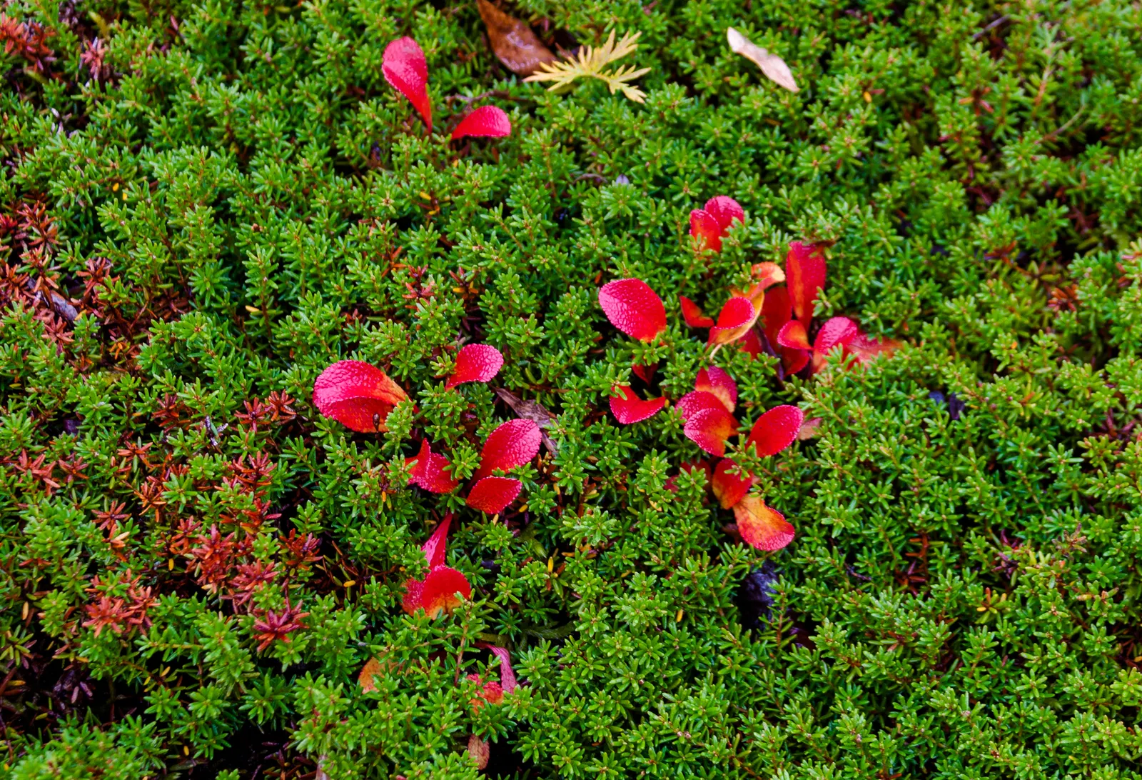 Lingonberry (Vaccinium Vitis-Idaea) — is a hardy evergreen shrub that offers both aesthetic appeal and edible fruits for a diverse landscape, image 67
