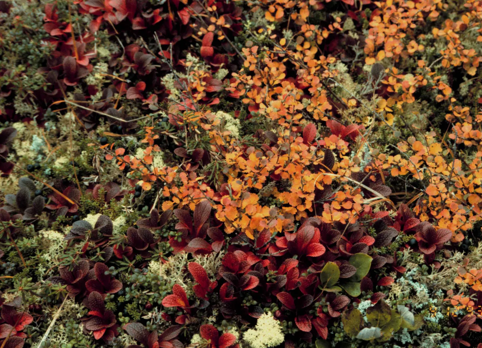 Lingonberry (Vaccinium Vitis-Idaea) — Native to the boreal forests and Arctic tundra of the Northern Hemisphere; when integrating Lingonberries, image 98