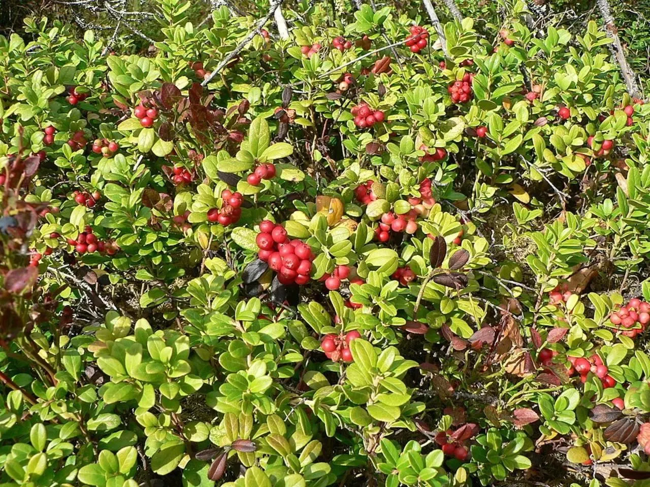 Lingonberry (Vaccinium Vitis-Idaea) — They spread to form dense mats with a width of 12 to 24 inches; delicate pink or white bell-shaped flowers, image 161