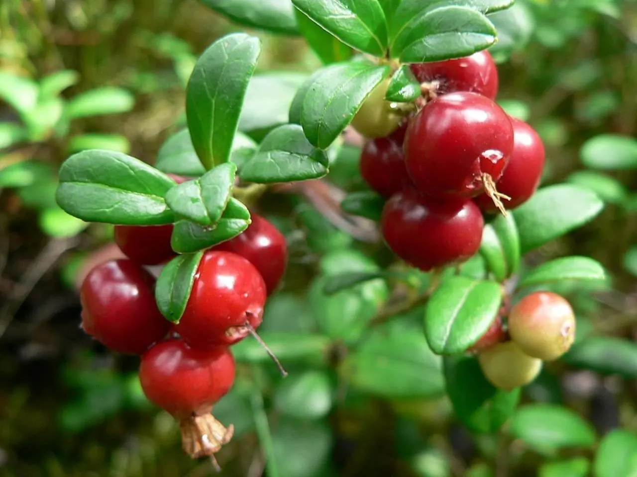Lingonberry (Vaccinium Vitis-Idaea) — Berries are edible and high in antioxidants; ideal companions for Lingonberries include other acid-loving, image 124