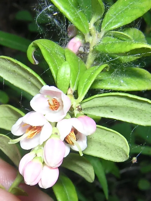Lingonberry (Vaccinium Vitis-Idaea) — which are roughly 1/3 to 1/2 inch long