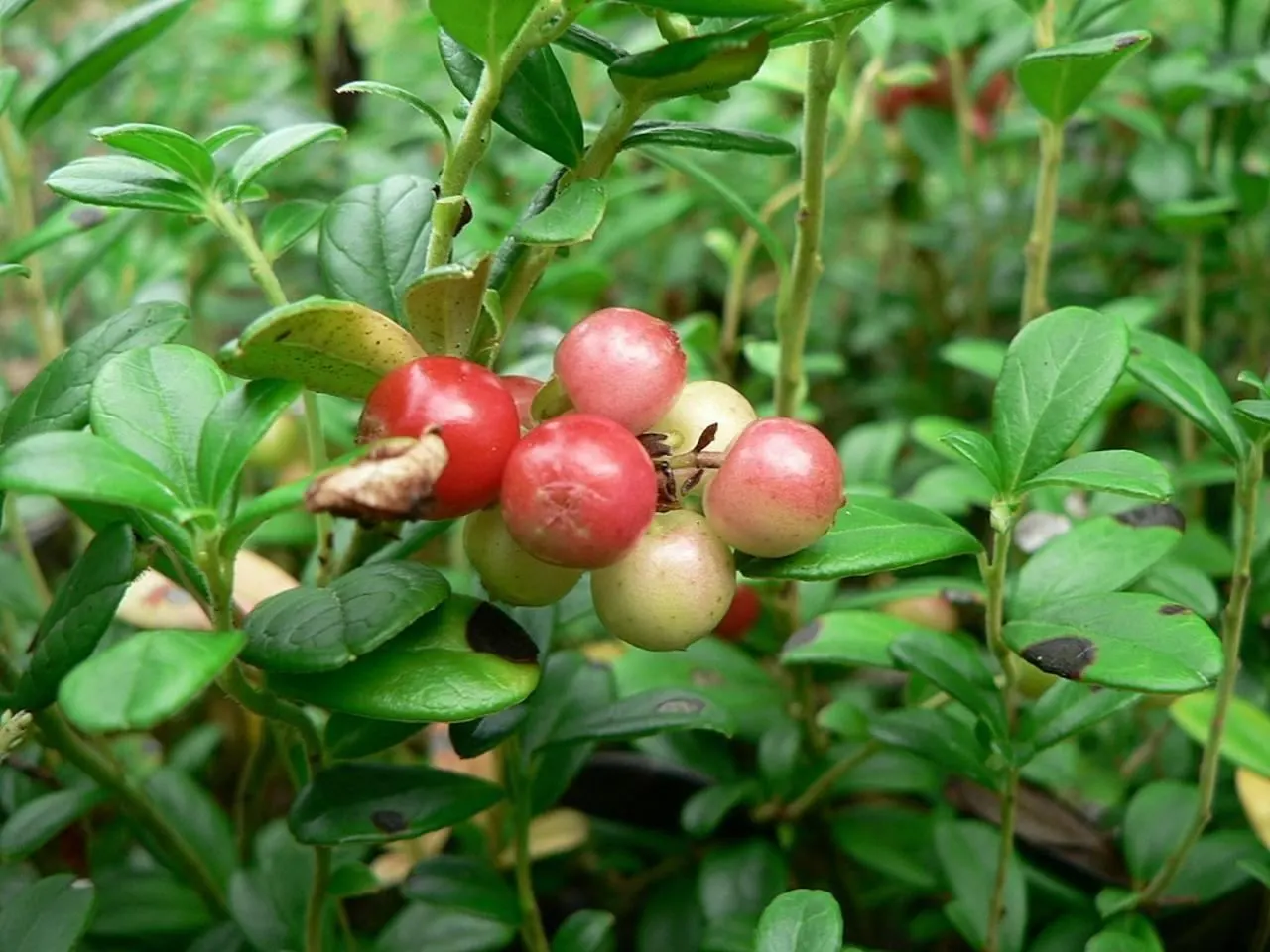 Lingonberry (Vaccinium Vitis-Idaea) — When integrating Lingonberries into your garden design; native to the boreal forests and Arctic tundra of the, image 83