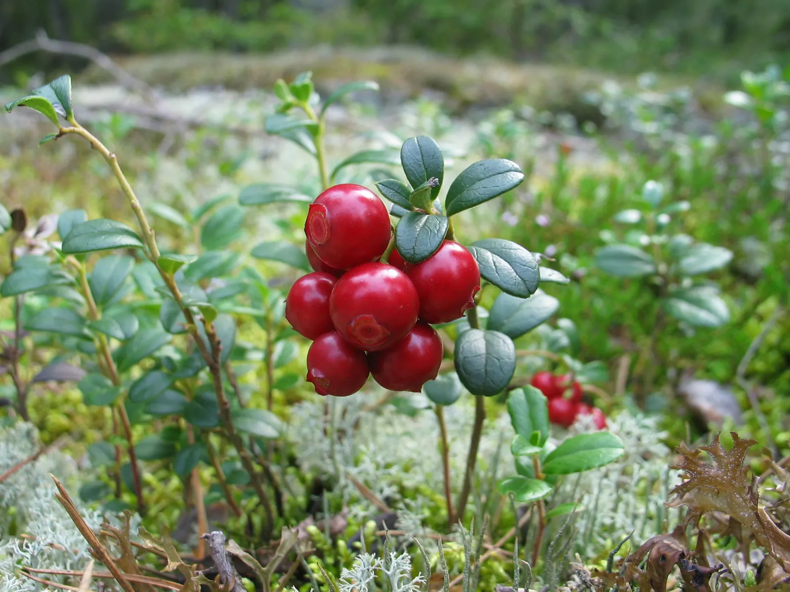 Lingonberry (Vaccinium Vitis-Idaea) — ground cover for half