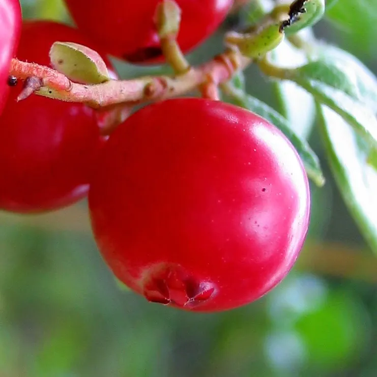 Lingonberry (Vaccinium Vitis-Idaea) — When integrating Lingonberries into your garden design