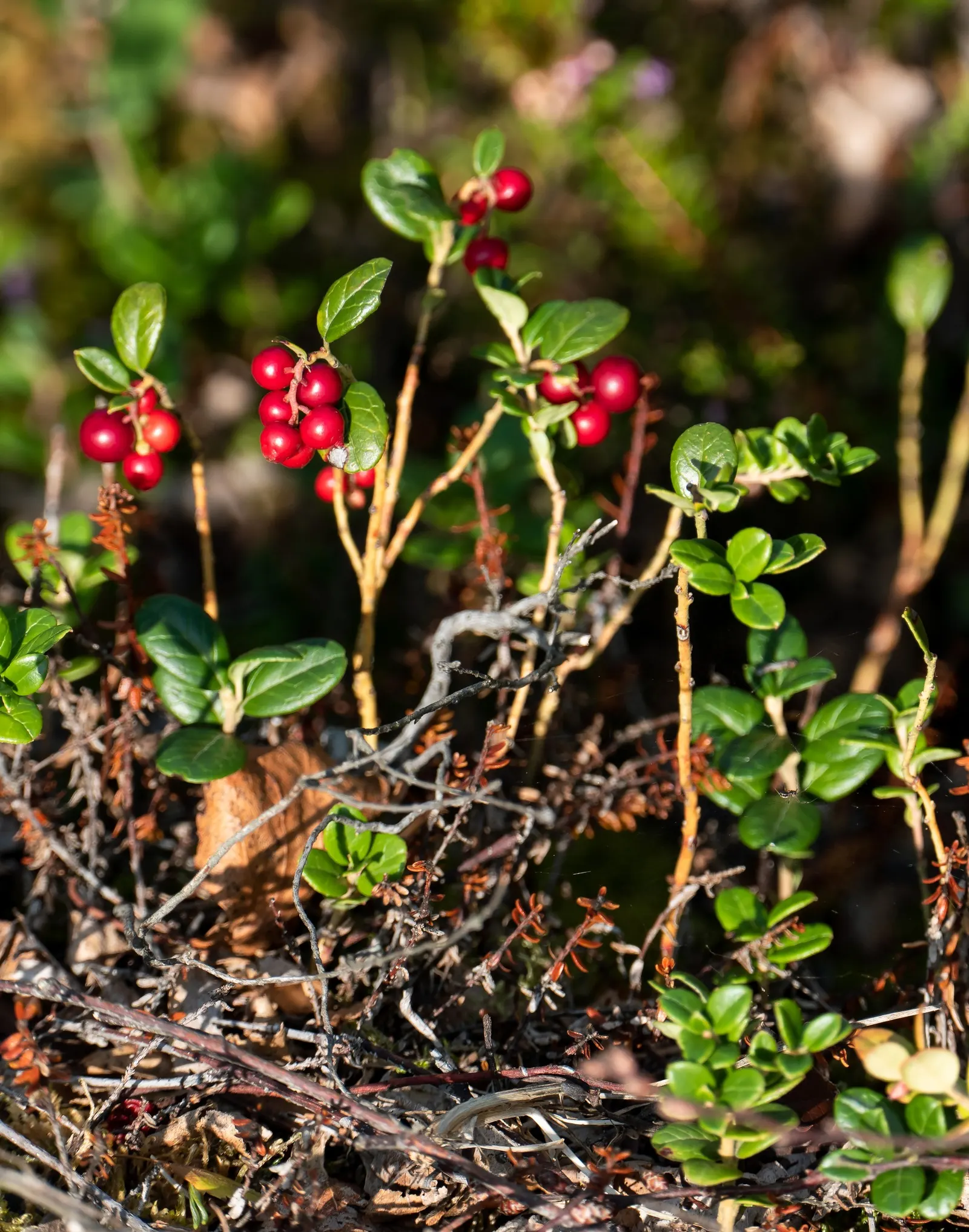 Lingonberry (Vaccinium Vitis-Idaea) — Lingonberry (Vaccinium vitis-idaea): This hardy evergreen shrub thrives in USDA zones 2-6; berries are edible, image 121