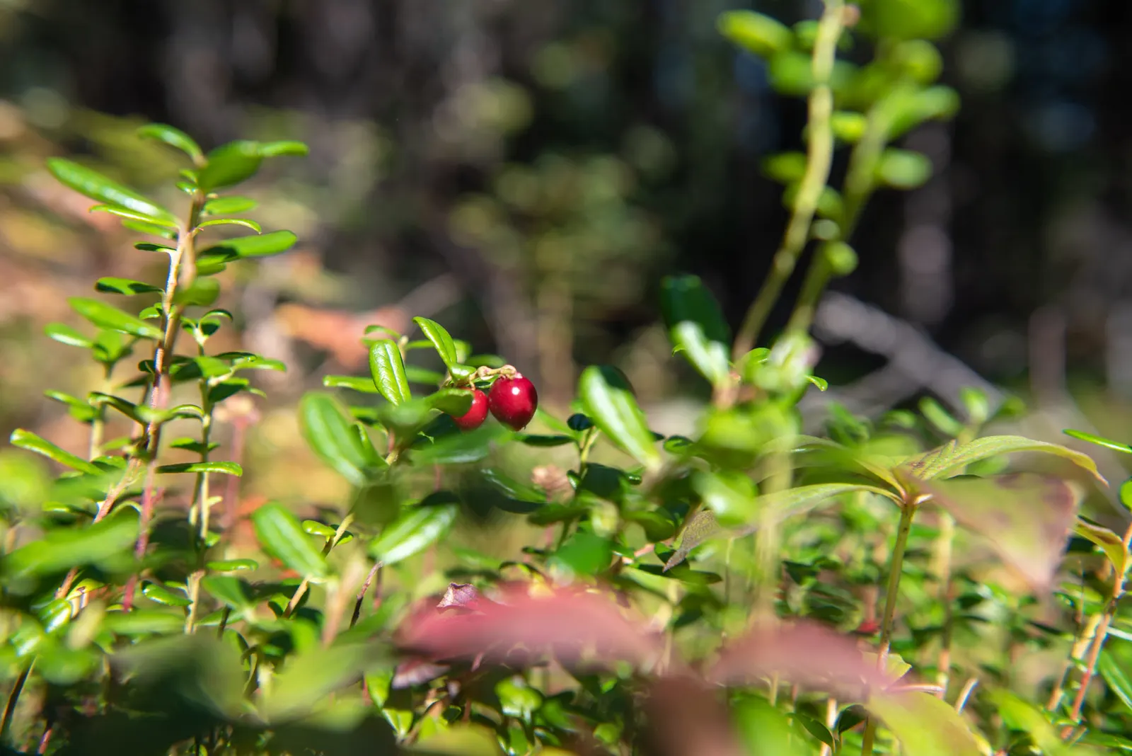 Lingonberry (Vaccinium Vitis-Idaea) — Lingonberry (Vaccinium vitis-idaea): This hardy evergreen shrub thrives in USDA zones 2-6; berries are edible, image 91