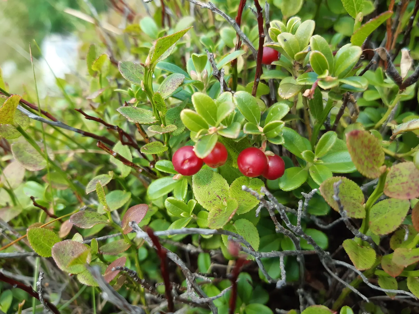 Lingonberry (Vaccinium Vitis-Idaea) — these blooms give way to the plant's signature bright red berries; with their low maintenance, image 137