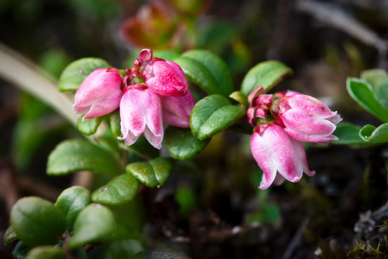 Lingonberry (Vaccinium Vitis-Idaea) — Requires minimal maintenance, ideal for ground cover or border plantings; lingonberry plants are low-growing, image 66