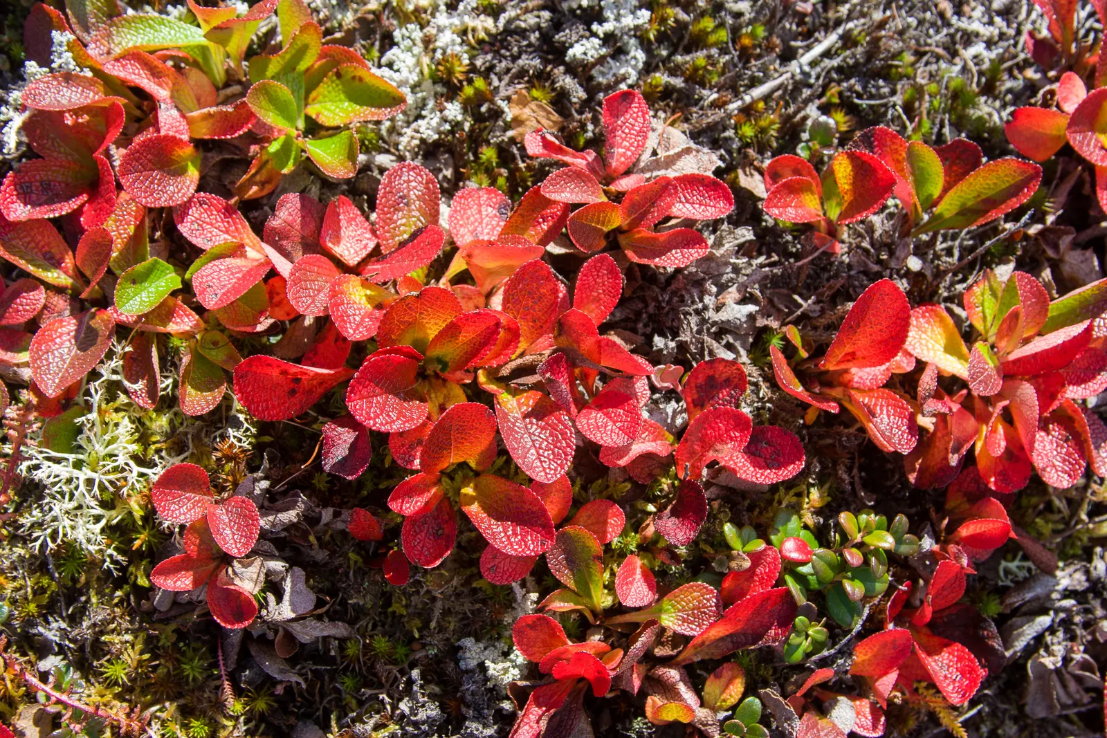 Lingonberry (Vaccinium Vitis-Idaea) — is a hardy evergreen shrub that offers both aesthetic appeal and edible fruits for a diverse landscape design; by late