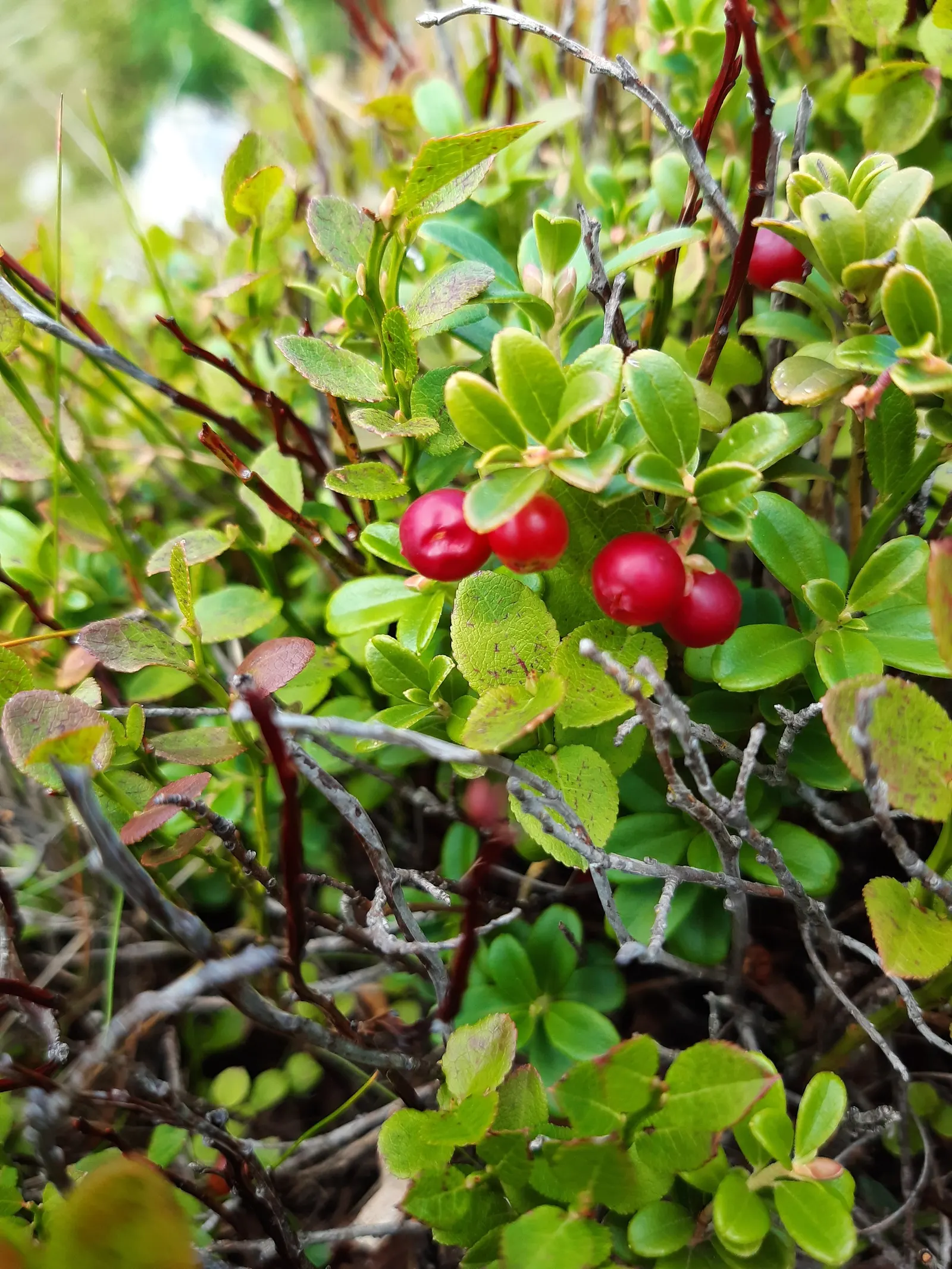 Lingonberry (Vaccinium Vitis-Idaea) — Requires minimal maintenance, ideal for ground cover or border plantings; lingonberry plants are low-growing, image 126