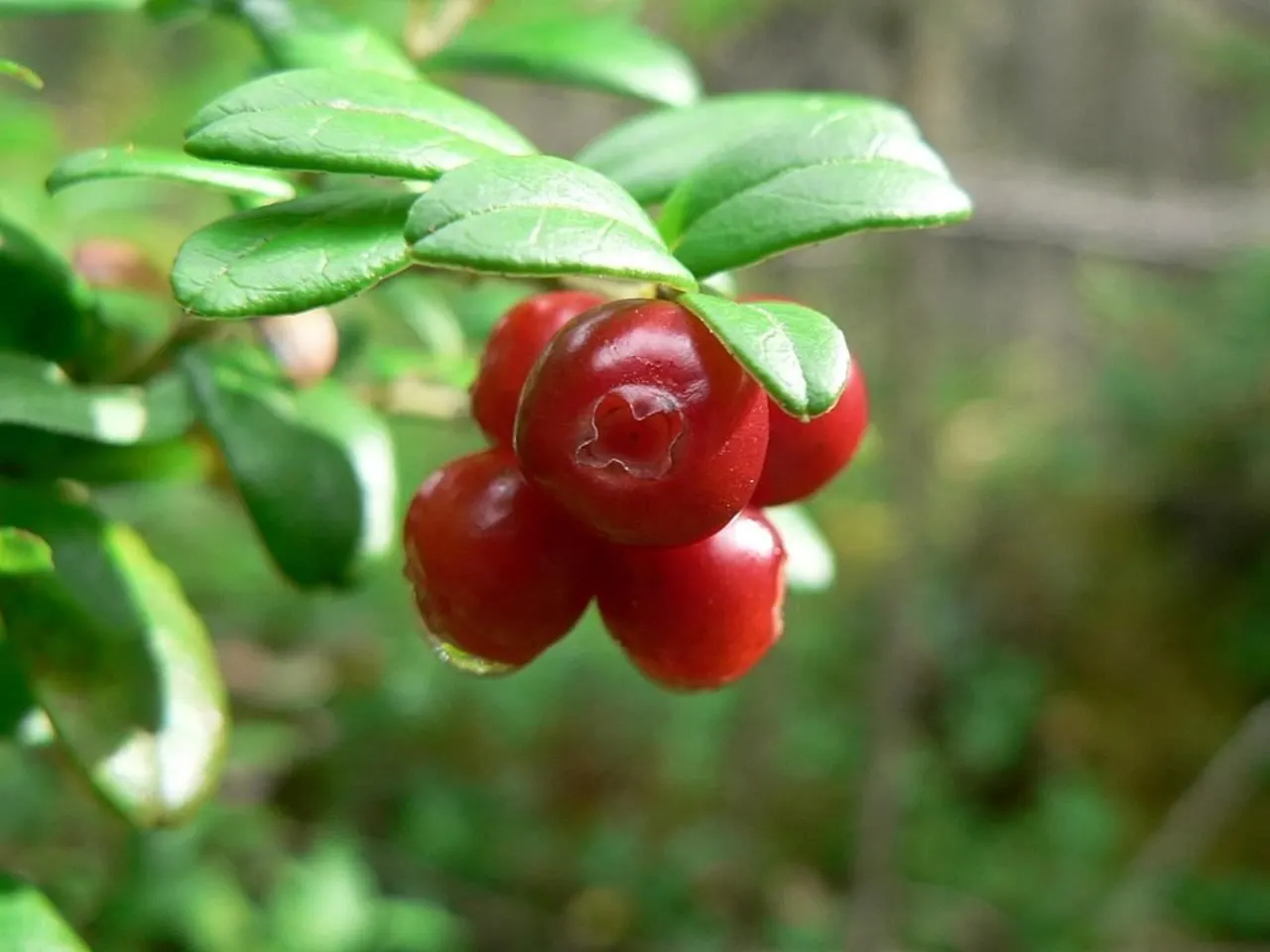 Lingonberry (Vaccinium Vitis-Idaea) — Bright green leaves contrast with white/pink flowers and red berries, offering year-round visual interest, image 153