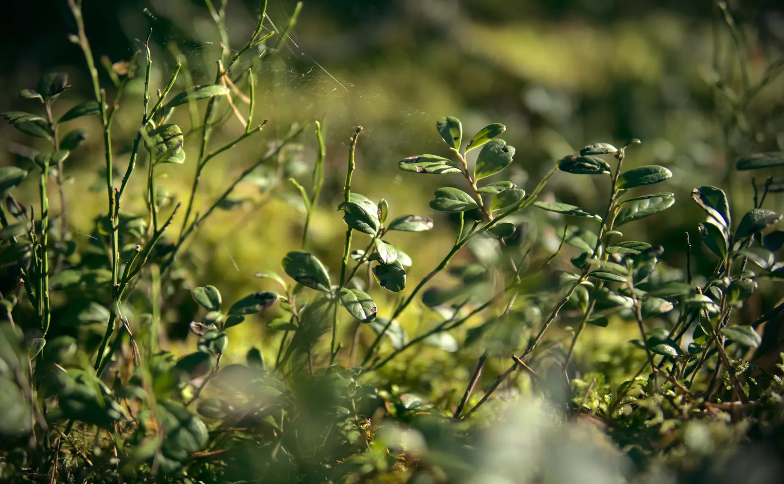 Lingonberry (Vaccinium Vitis-Idaea) — They spread to form dense mats with a width of 12 to 24 inches; delicate pink or white bell-shaped flowers, image 131