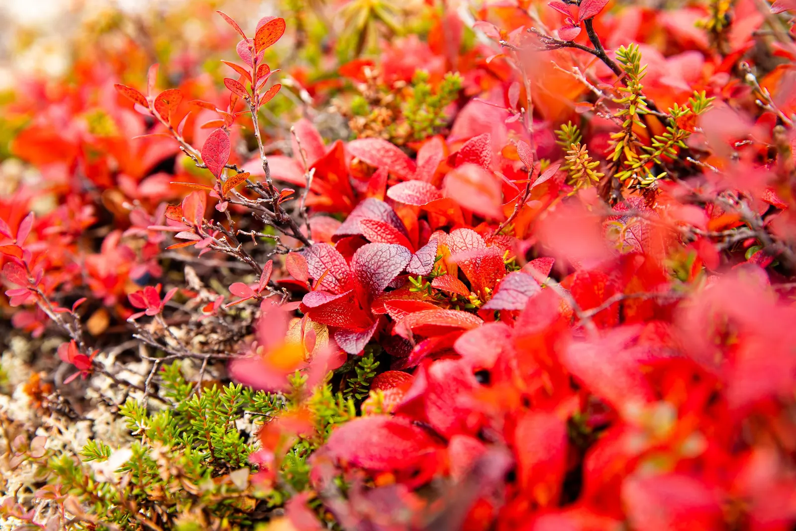 Lingonberry (Vaccinium Vitis-Idaea) — When integrating Lingonberries into your garden design; native to the boreal forests and Arctic tundra of the, image 113