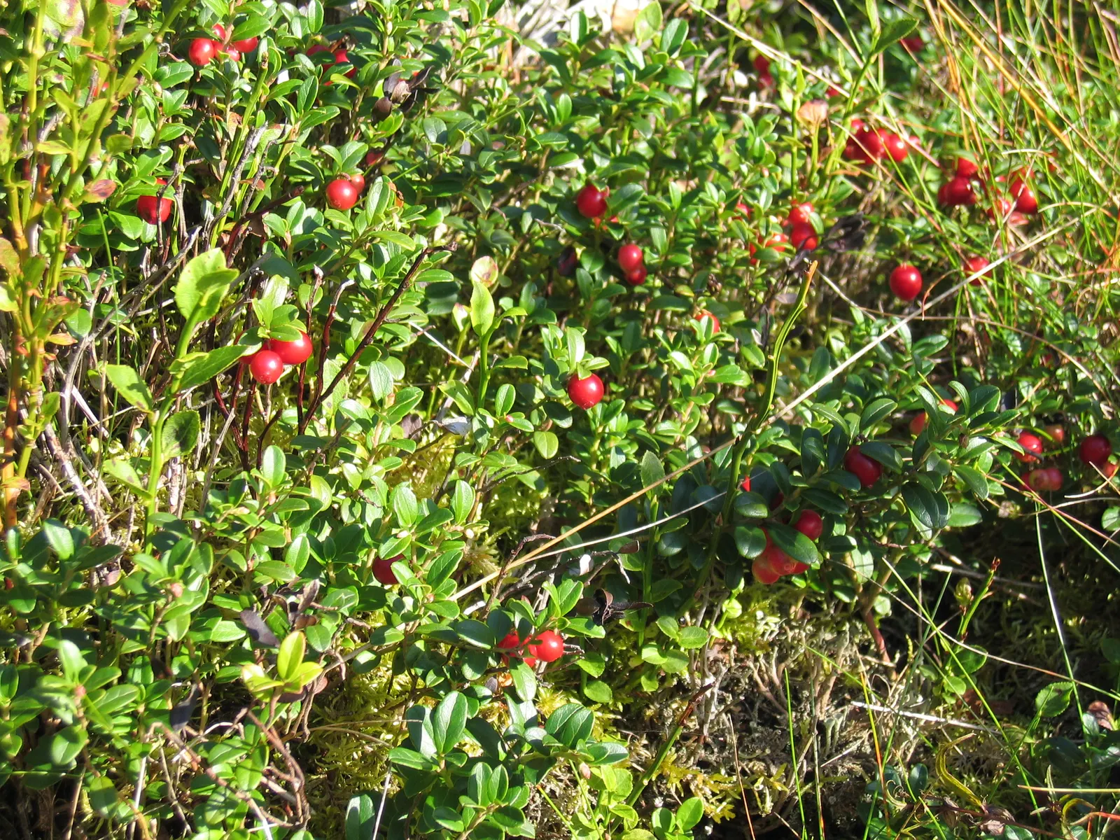 Lingonberry (Vaccinium Vitis-Idaea) — Maturing at 12-18 inches high, it produces a modest spread of 12-24 inches; they spread to form dense mats, image 62