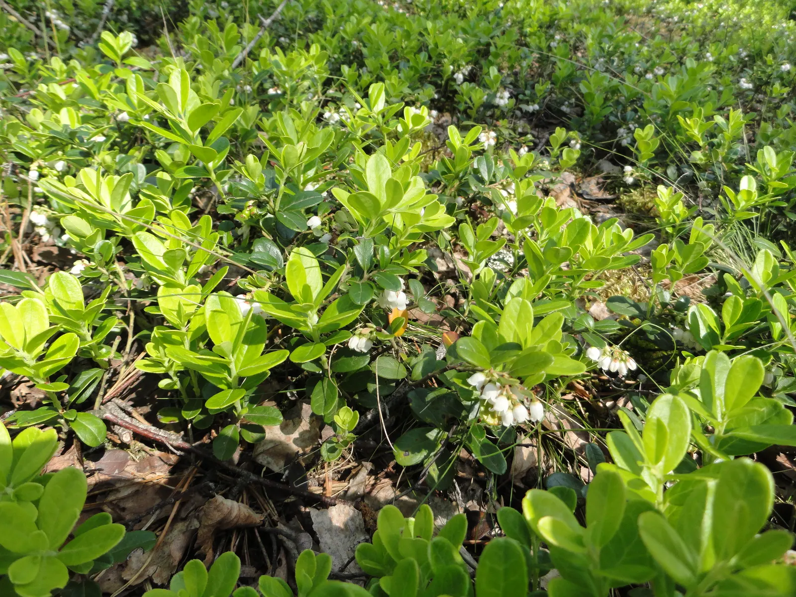 Lingonberry (Vaccinium Vitis-Idaea) — Maturing at 12-18 inches high, it produces a modest spread of 12-24 inches; they spread to form dense mats, image 92