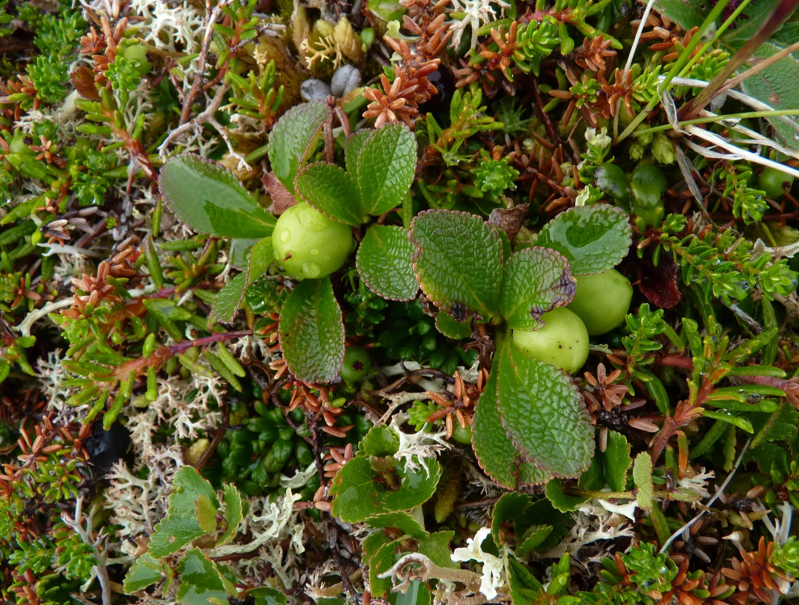 Lingonberry (Vaccinium Vitis-Idaea) — and other culinary treats.<br><br>Thriving in USDA hardiness zones 2 through 6; typically reaching heights of, image 139