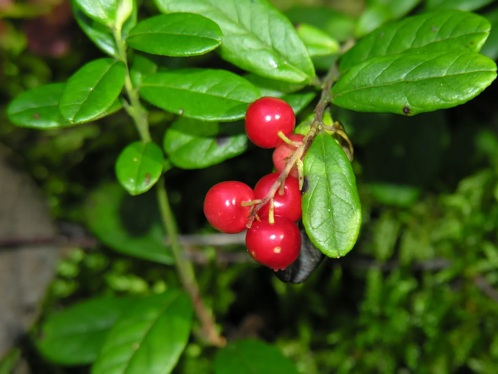 Lingonberry (Vaccinium Vitis-Idaea) — preferring a pH level between 4.5 and 5.5