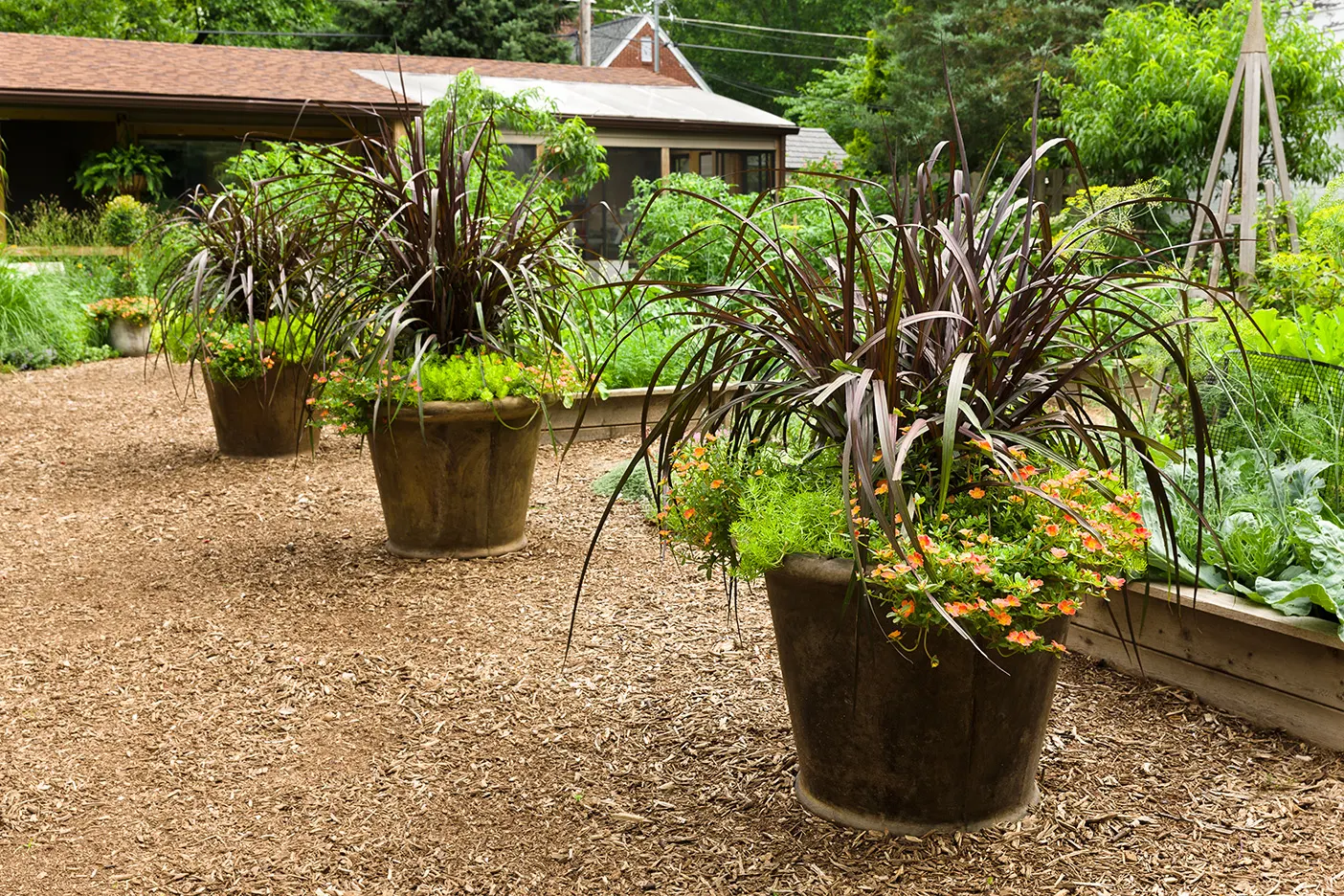Purple Fountain Grass (Pennisetum setaceum 'Rubrum') — Warm-season grasses won't start growing until mid to late spring or even early summer; warm, image 206