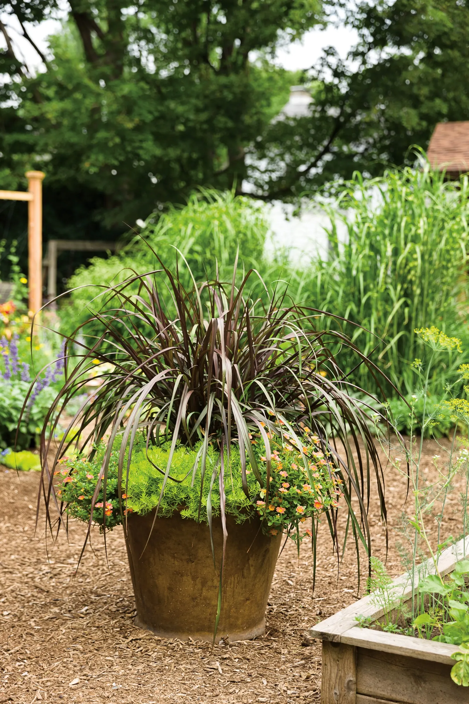 Vertigo® Purple Fountain Grass (Pennisetum purpureum) — Cut back warm season grasses in fall or by mid to late spring; proven Winners - Graceful, image 97