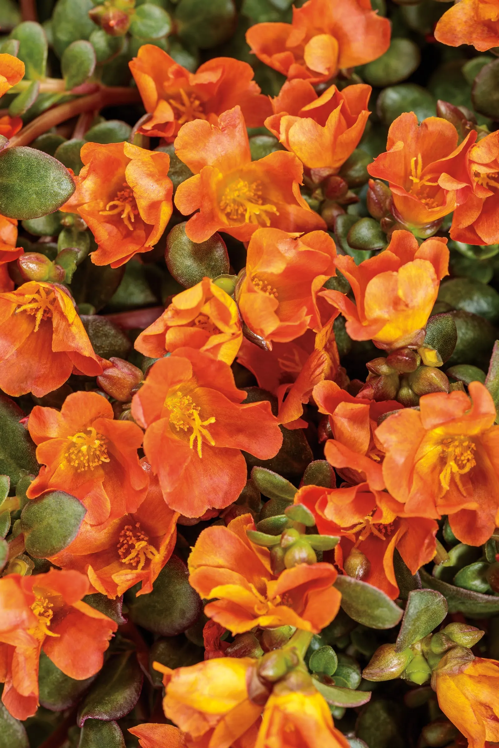 Common Purslane (Portulaca oleracea) — It grows 4-8 inches tall and spreads 12-16 inches with a mounding, trailing habit
