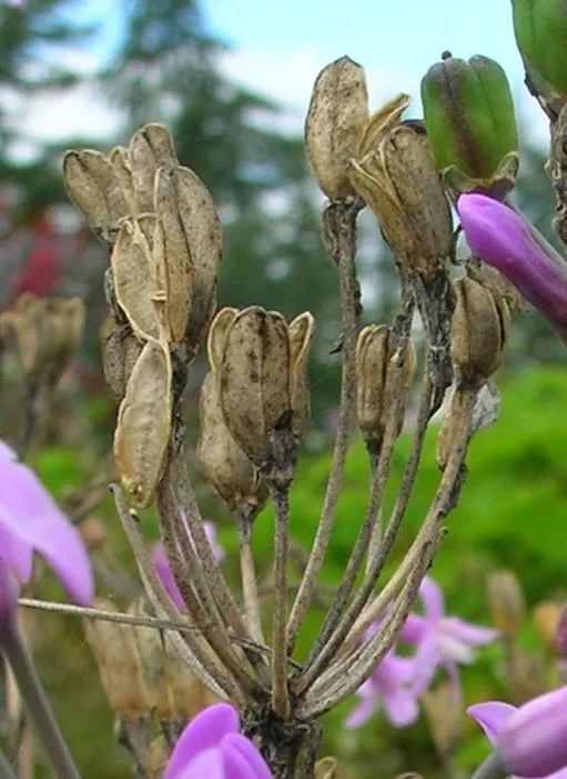 Society Garlic (Tulbaghia Violacea) — sturdy stems that rise above the foliage; perennial for full or half or shade