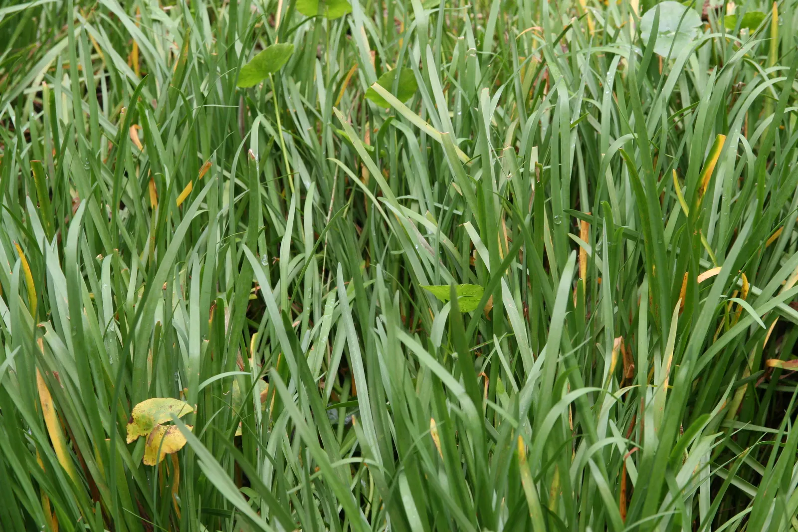 Society Garlic (Tulbaghia Violacea) — tubular flowers atop slender stems; highlight Society Garlic's low maintenance, image 47