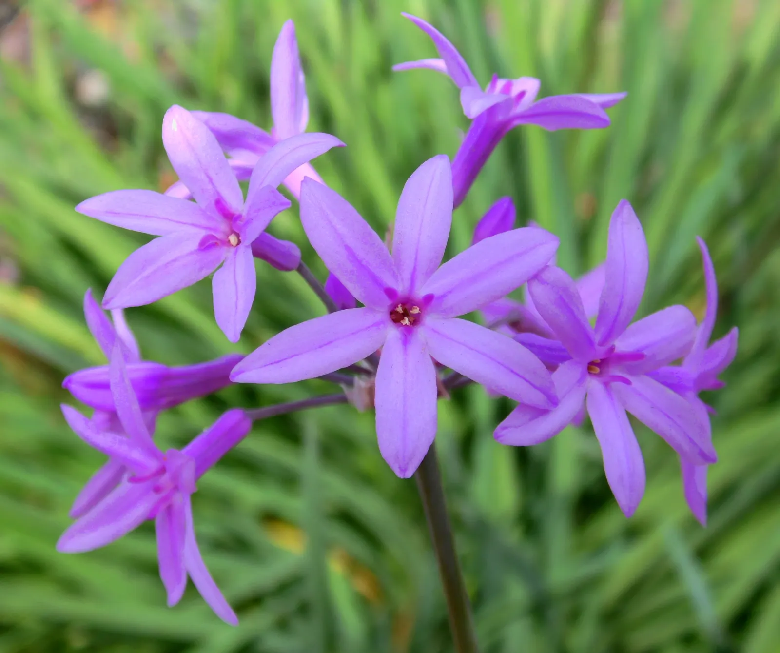 Society Garlic (Tulbaghia Violacea) — perennial with lavender blooms; star-shaped lavender-pink flowers atop slender, image 87