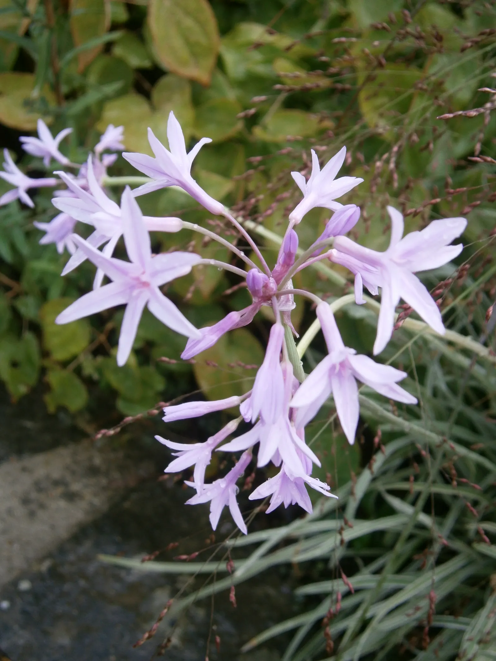 Society Garlic (Tulbaghia Violacea) — sturdy stems that rise above the foliage; perennial for full or half or shade, image 79
