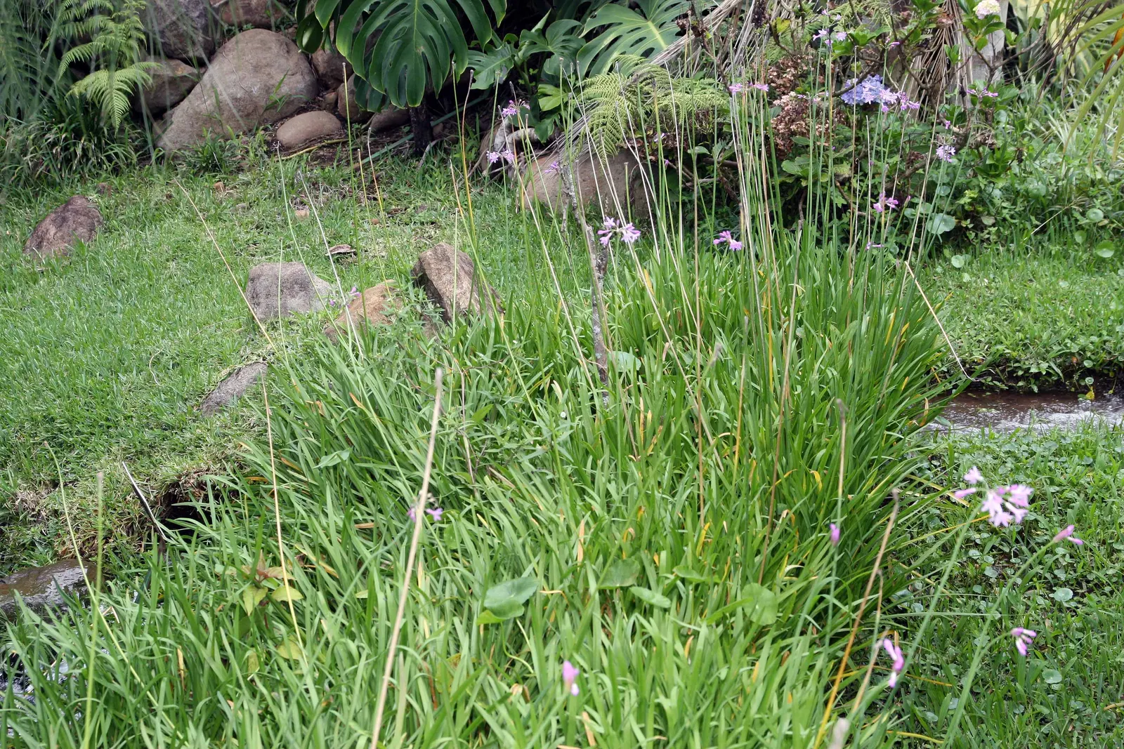 Society Garlic (Tulbaghia Violacea) — often reaching 18 to 24 inches in height and spreading up to 12 inches wide; or accent in herb gardens due to its edible