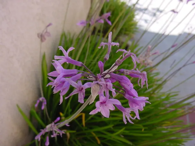 Society Garlic (Tulbaghia Violacea) — often reaching 18 to 24 inches in height and spreading up to 12 inches wide; or accent in herb gardens due to, image 53