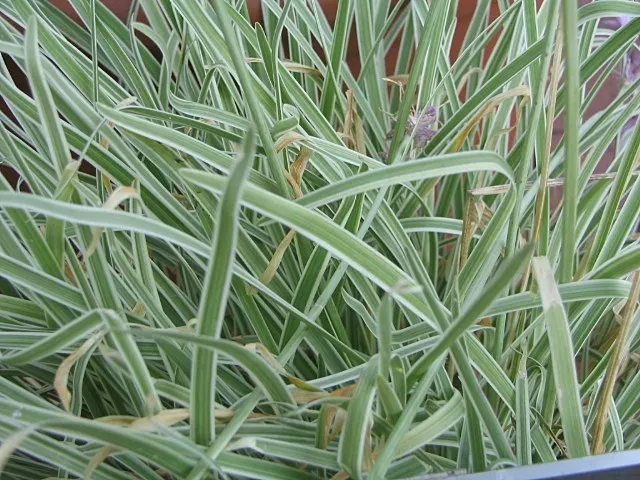 Society Garlic (Tulbaghia Violacea) — Its compact size makes it perfect for container planting as well; blooms persist from summer to fall, offering a long