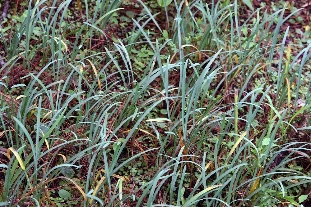 Society Garlic (Tulbaghia Violacea) — Society Garlic (Tulbaghia violacea) is a perennial herb standing 18-24 inches tall; thrives in full sun to, image 67