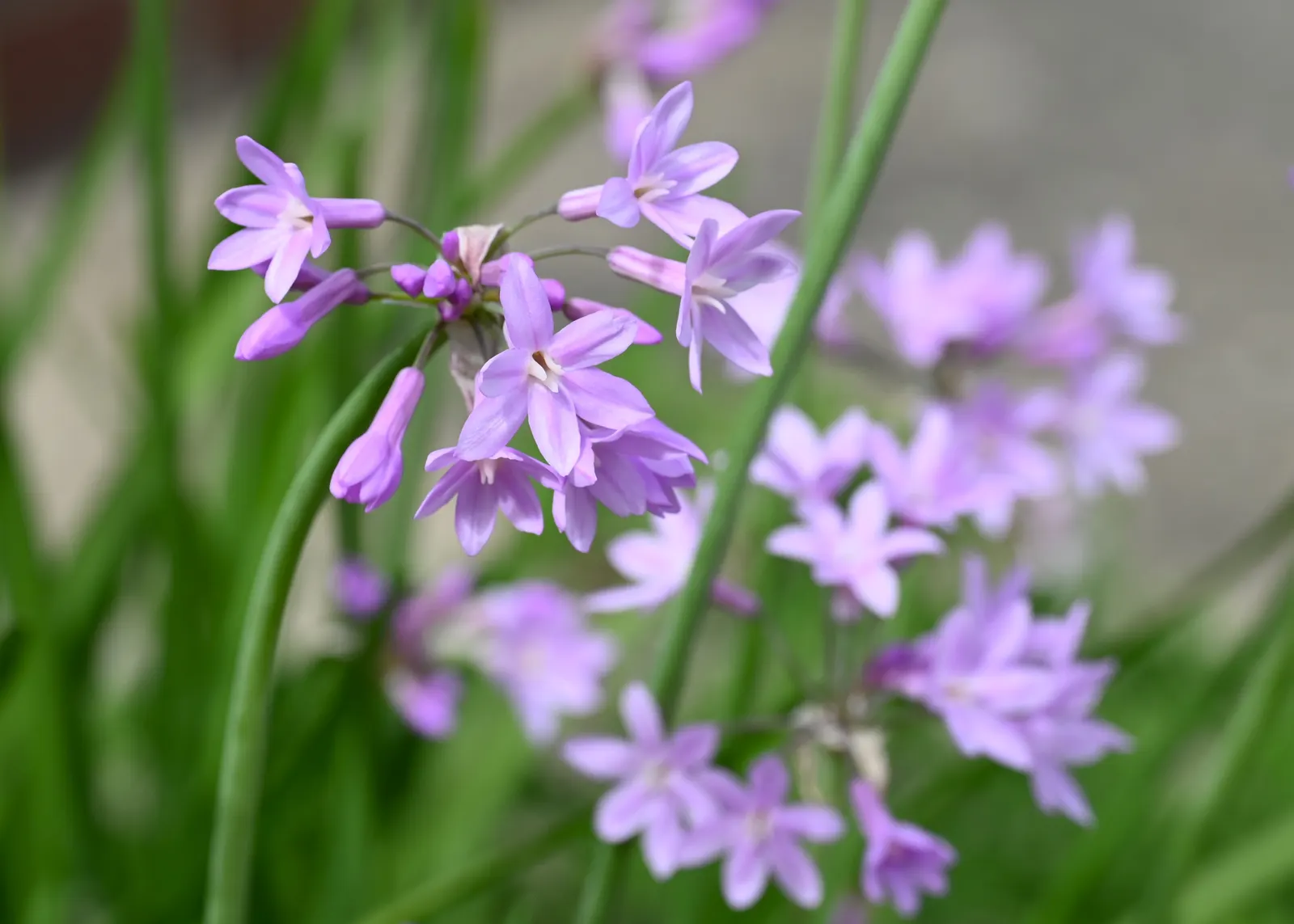 Society Garlic (Tulbaghia Violacea) — or accent in herb gardens due to its edible qualities; perennial with lavender blooms, image 60