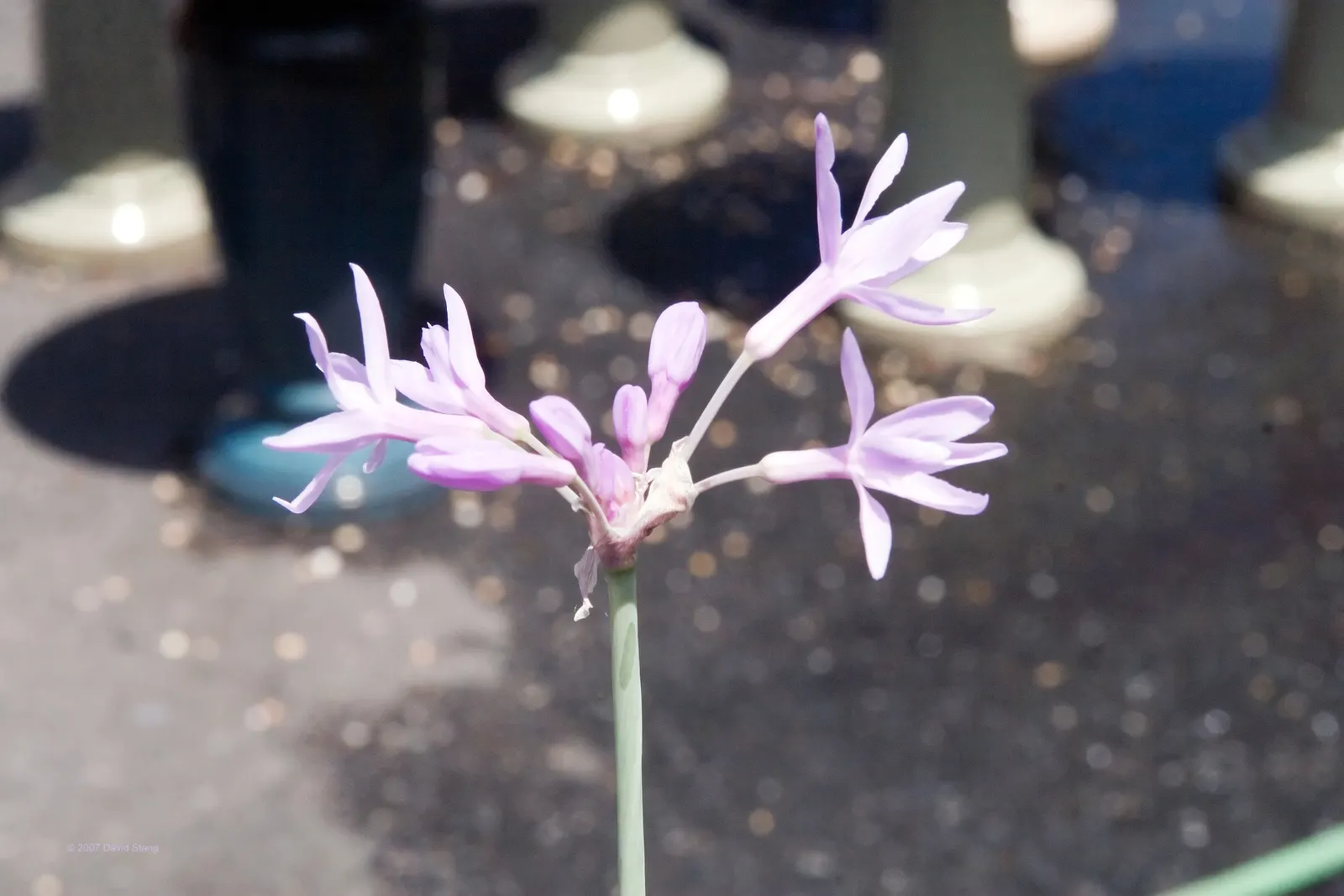 Society Garlic (Tulbaghia Violacea) — Blooms persist from summer to fall, offering a long season of color and pleasant fragrance; its compact size makes it