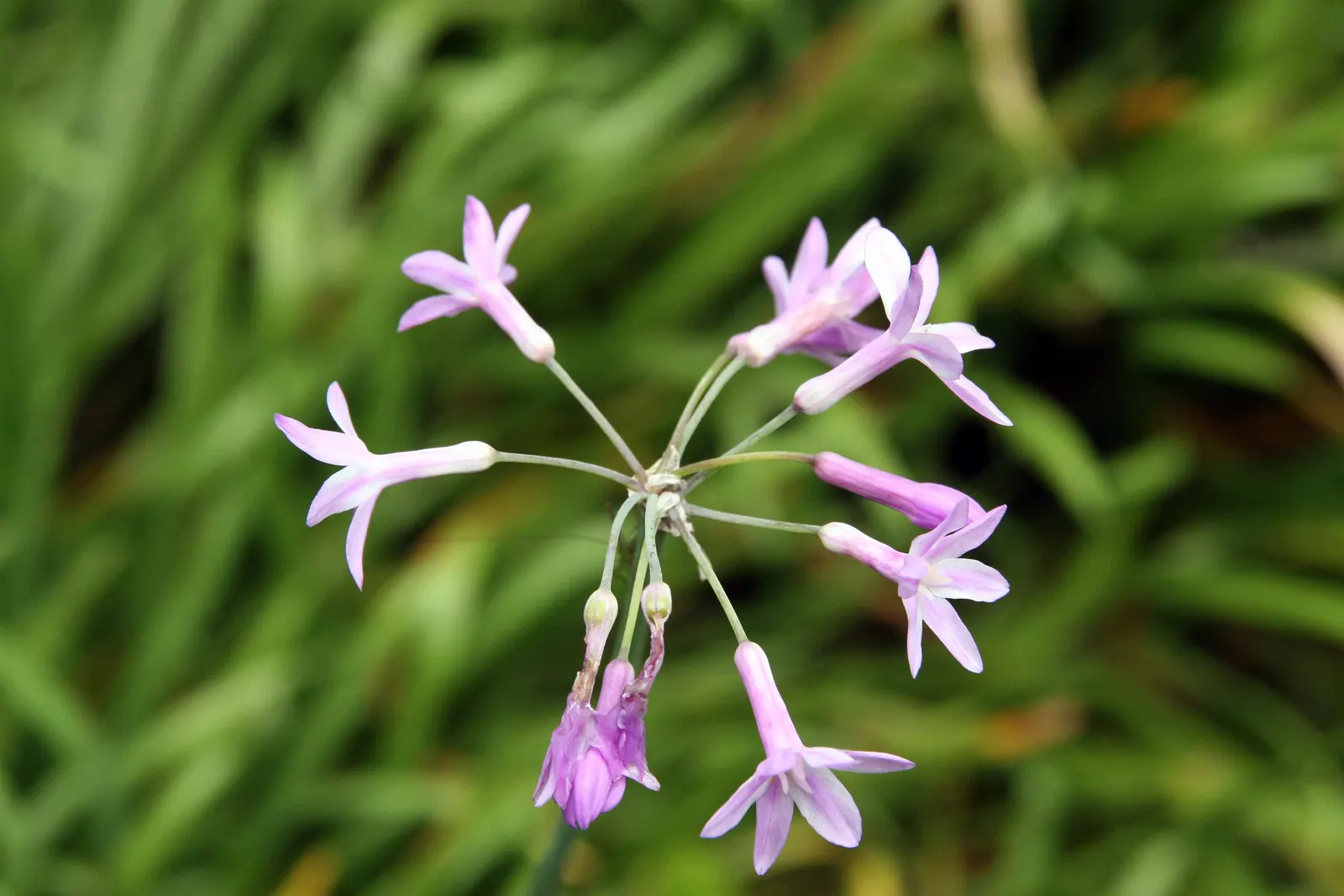 Society Garlic (Tulbaghia Violacea) — perennial for full or half or shade