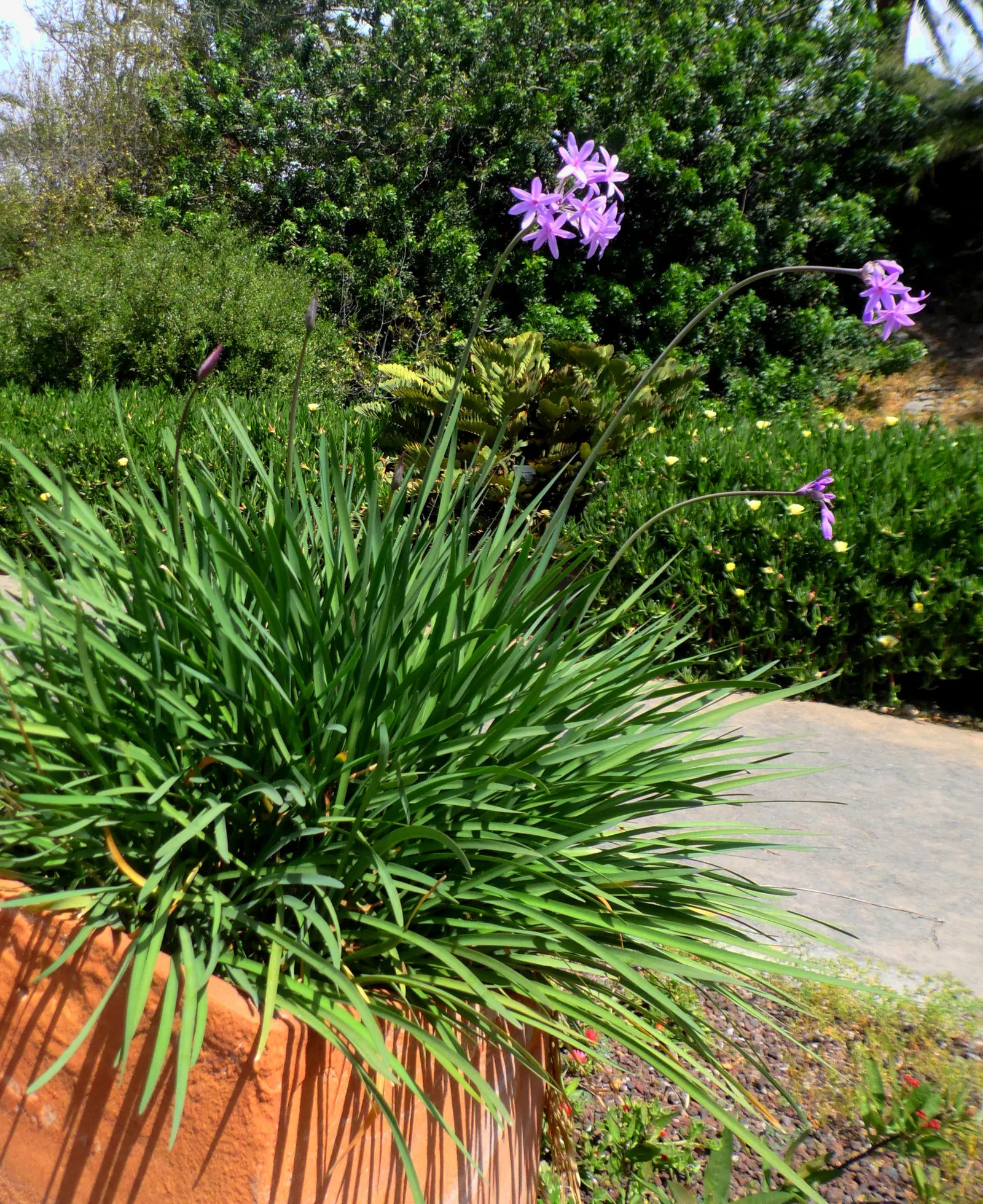 Society Garlic (Tulbaghia Violacea) — sturdy stems that rise above the foliage