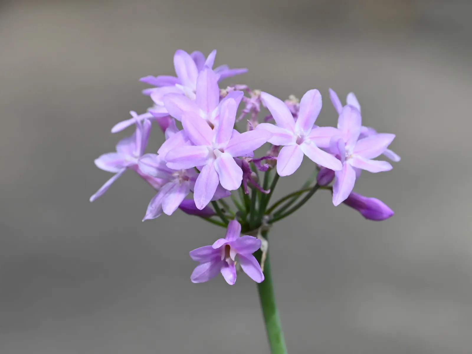 Society Garlic (Tulbaghia Violacea) — Thrives in full sun to part shade and prefers well-drained soil