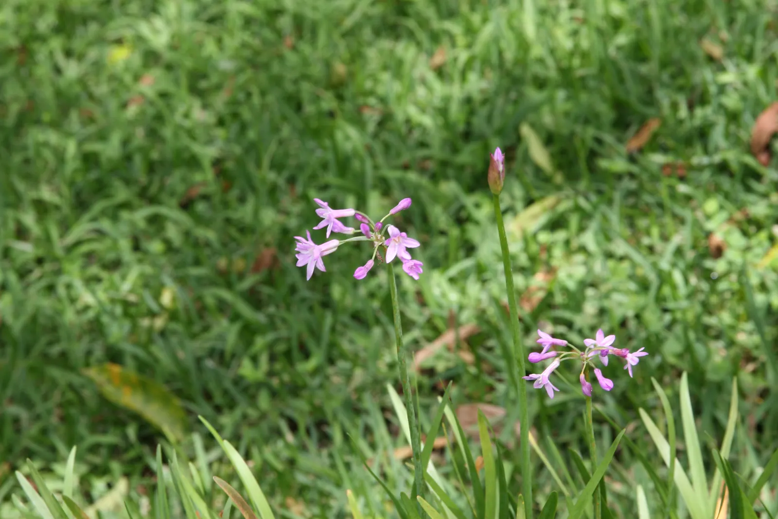 Society Garlic (Tulbaghia Violacea) — becomes remarkably drought-tolerant; commonly referred to as Society Garlic, image 80