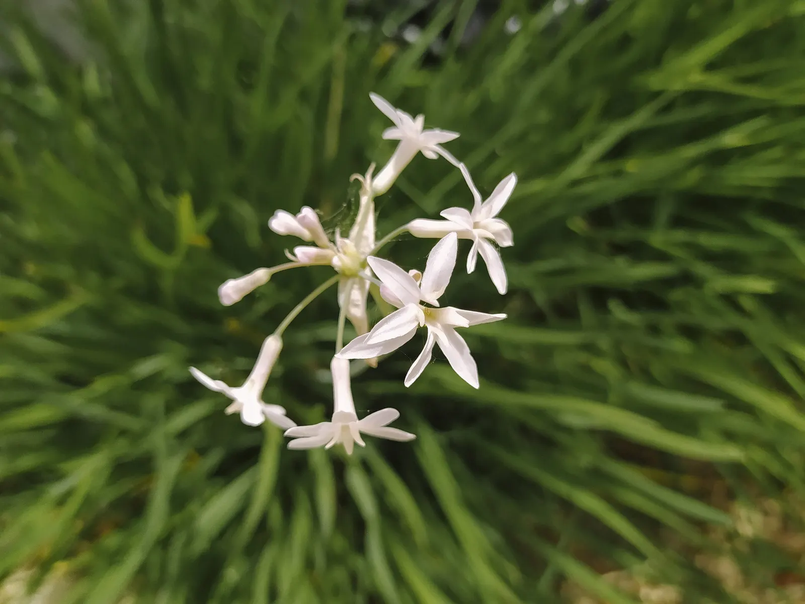 Society Garlic (Tulbaghia Violacea) — sturdy stems that rise above the foliage; perennial for full or half or shade, image 57