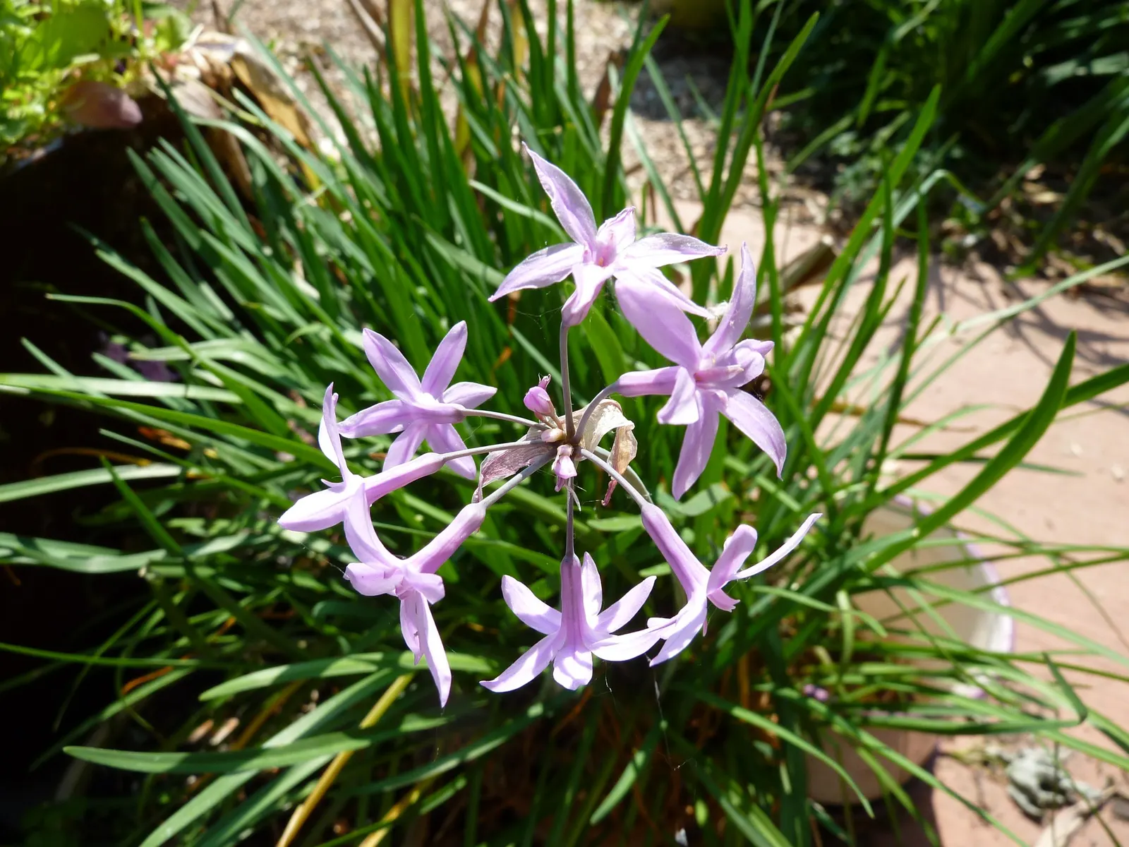 Society Garlic (Tulbaghia Violacea) — It's drought-tolerant once established, making it ideal for low-water gardens