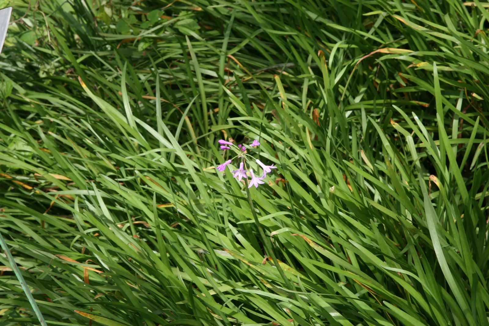 Society Garlic (Tulbaghia Violacea) — perennial for full or half or shade; ensuring it as a steadfast choice for an array of design aesthetics, image 66