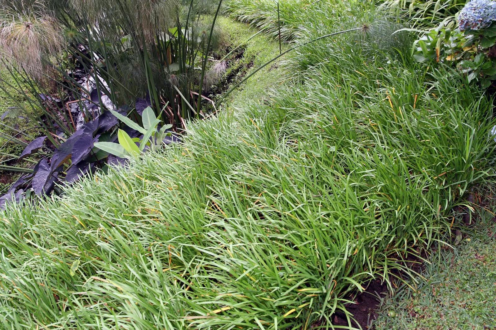 Society Garlic (Tulbaghia Violacea) — making it a sustainable choice for water-wise gardens
